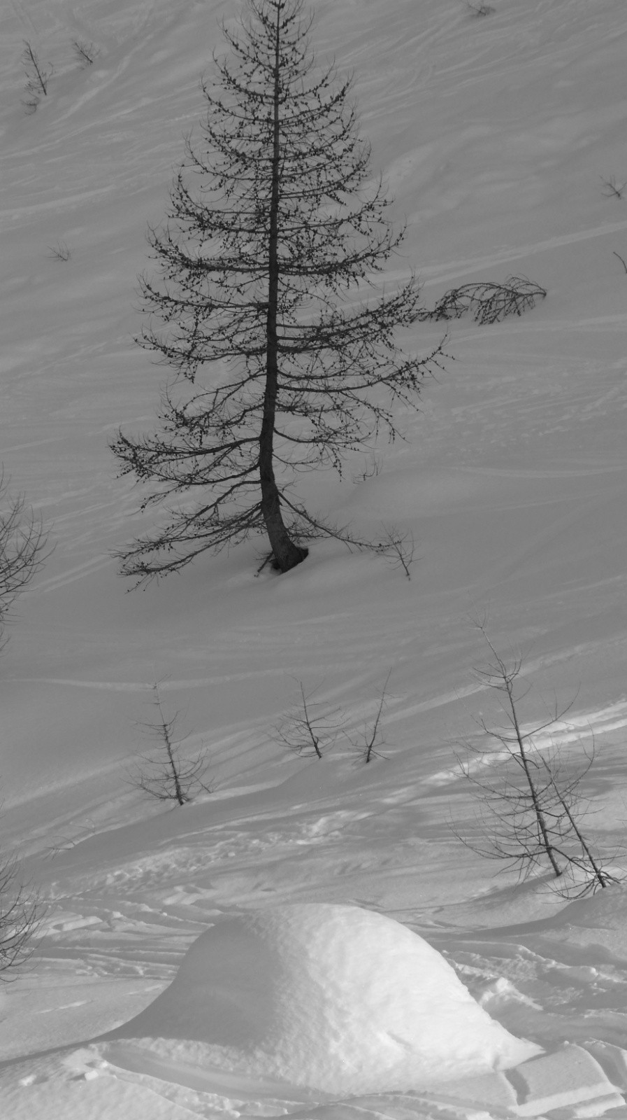 J2 mélèze et rocher coiffé conversent 