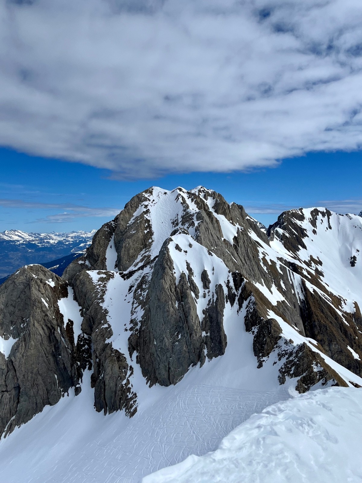  dent blanche occidentale bien rayée