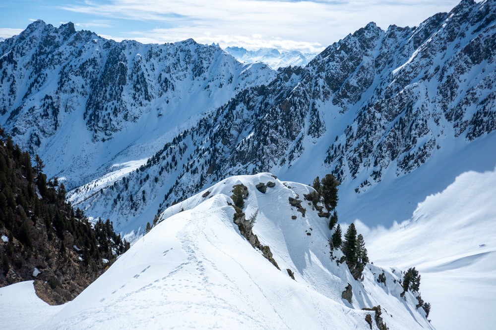 au niveau du collet Ã  la traversÃ©e