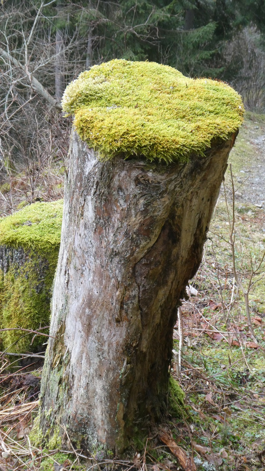 &nbsp;Jardin japonais