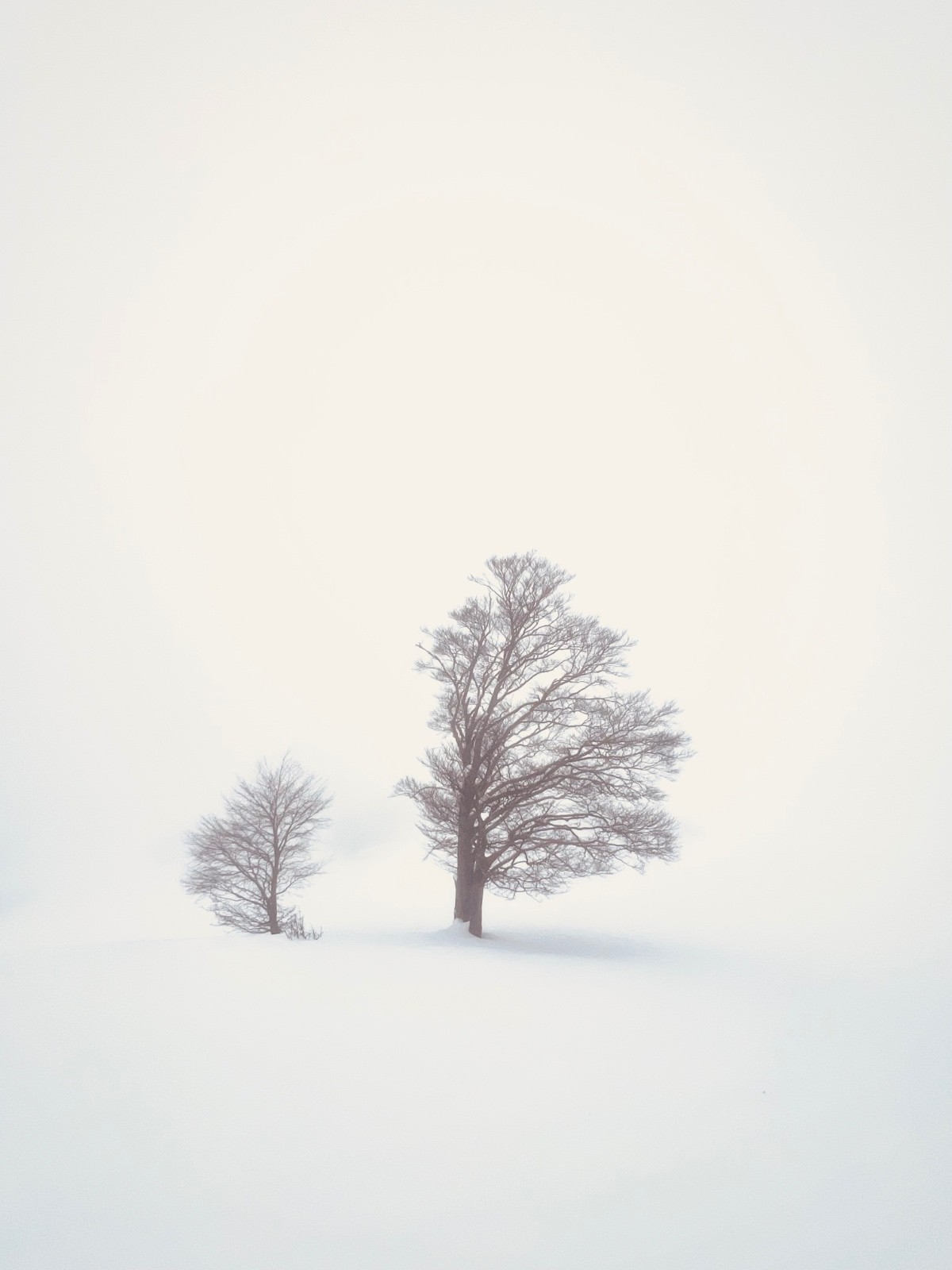 #4 Hêtre fétiche Hêtre fétiche