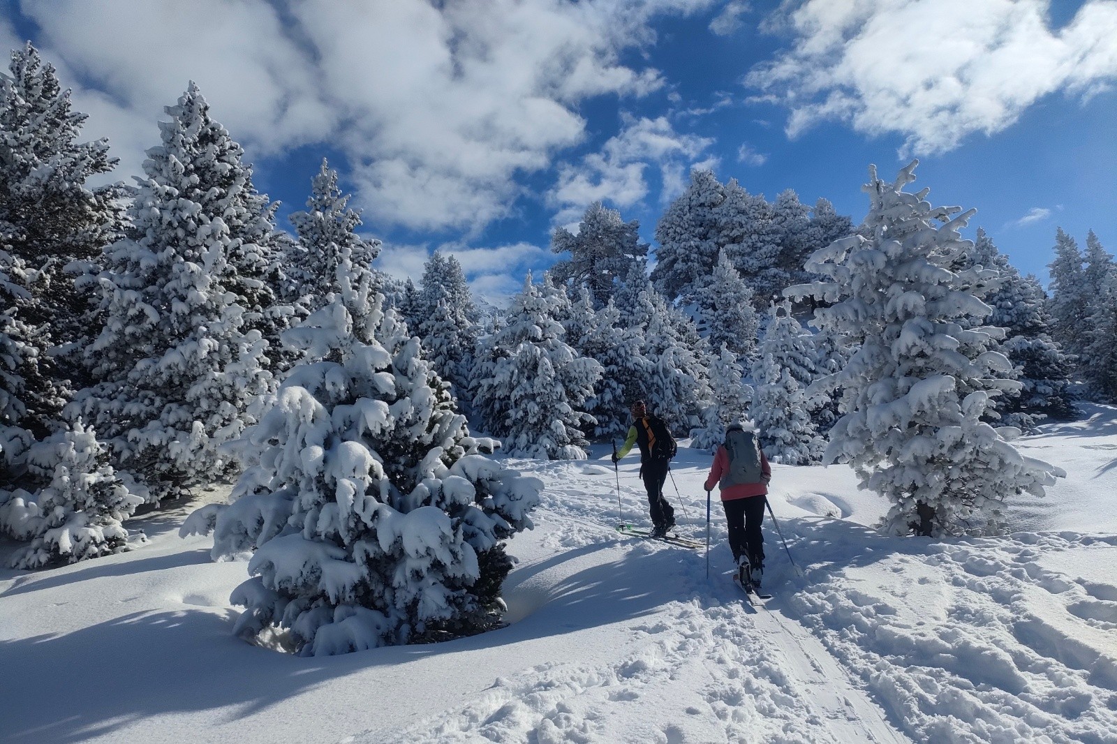 Ça commence entre les pins&nbsp;