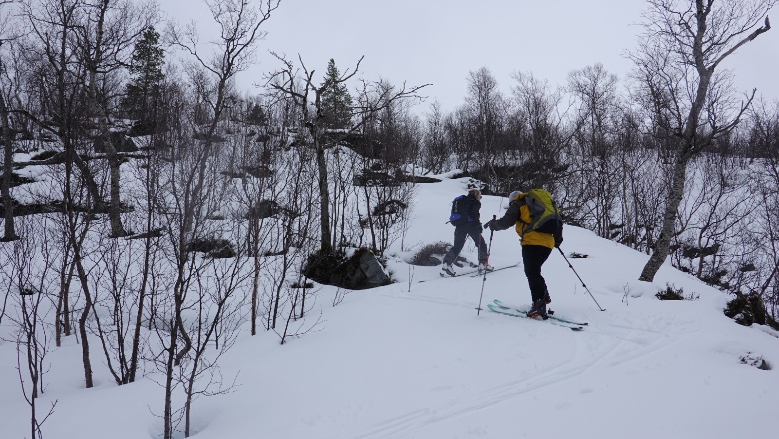 Progression dans la forêt de bouleaux