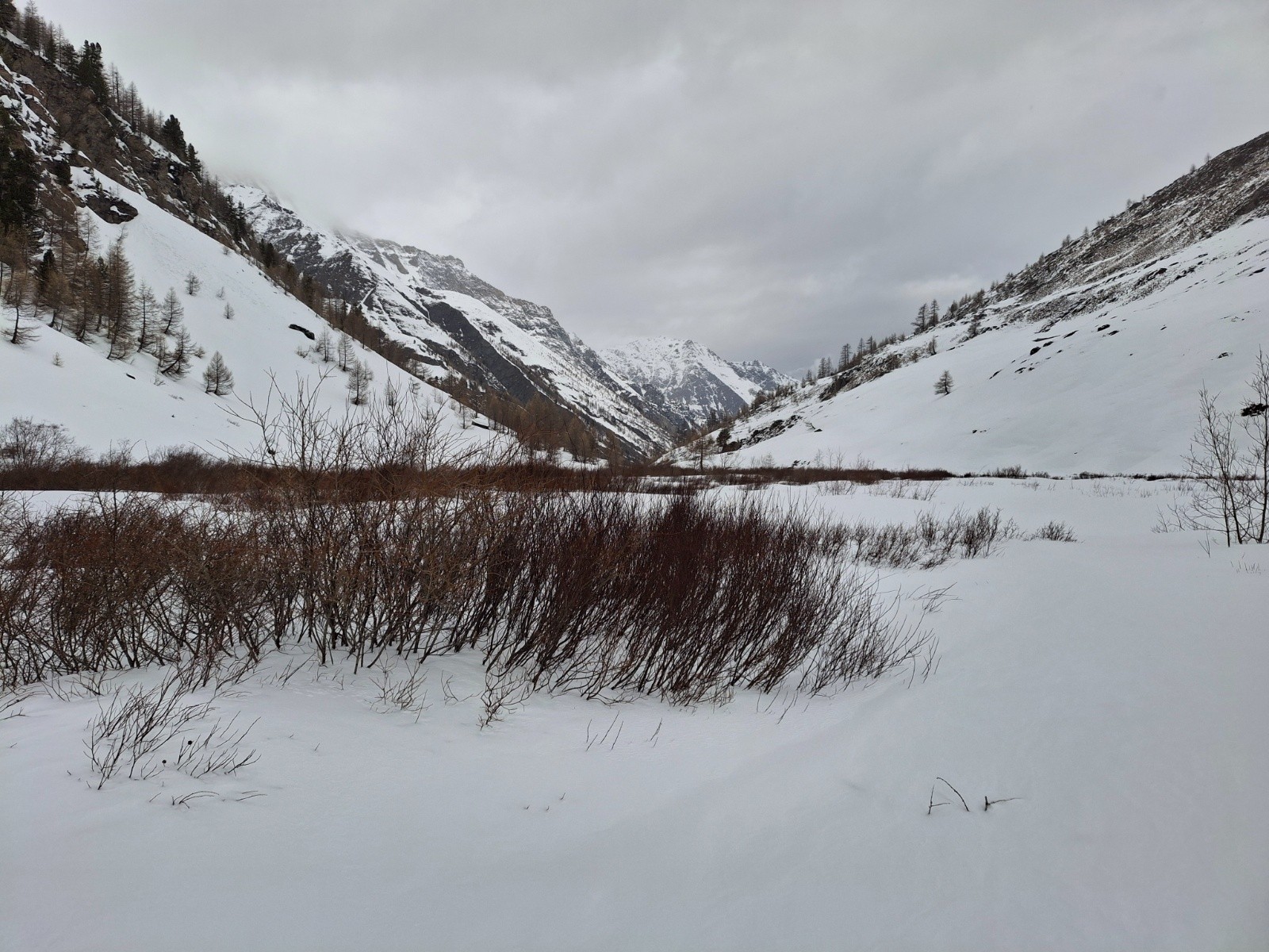 &nbsp;On se croirait en Norvège avec ces arbustes&nbsp;