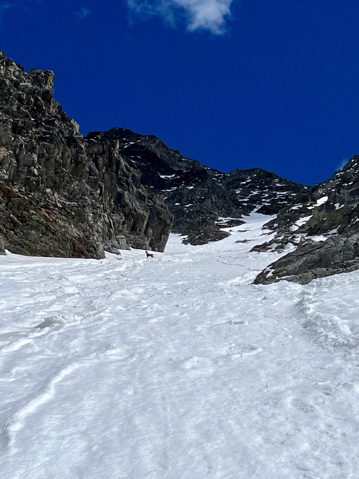 &nbsp;un bouquetin m'a laissé la priorité, sympa