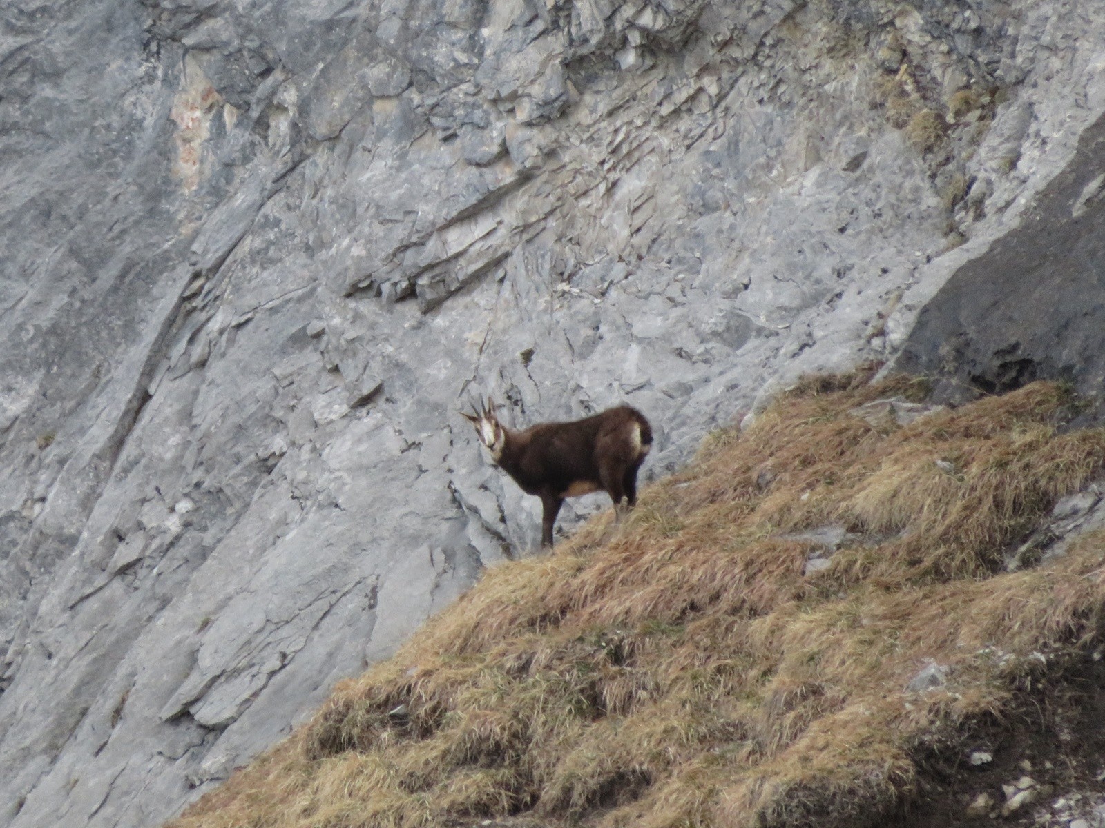 En fait j'étais pas seul dans Bella Cha&nbsp;