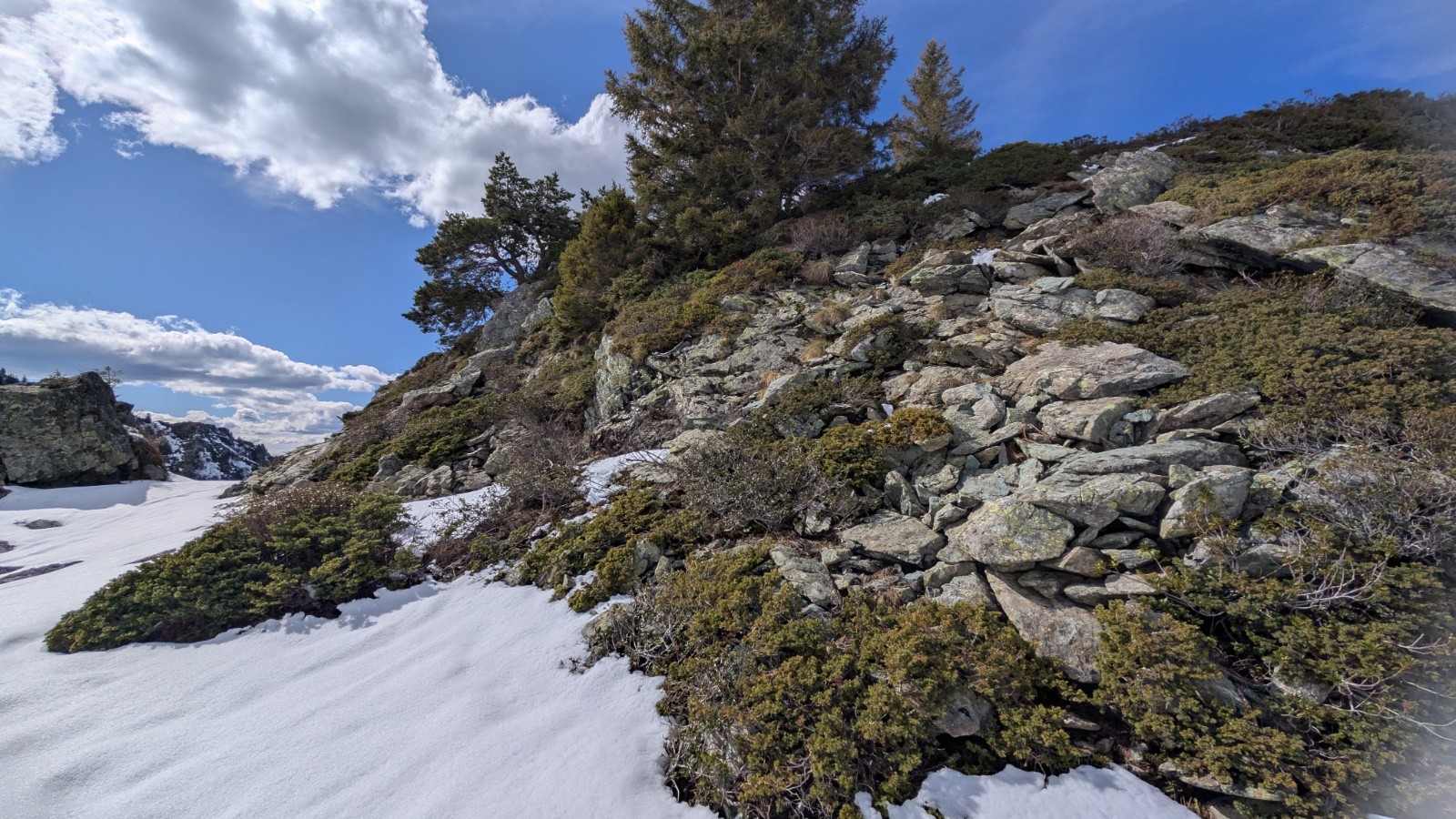 ambiance au pied des pins 