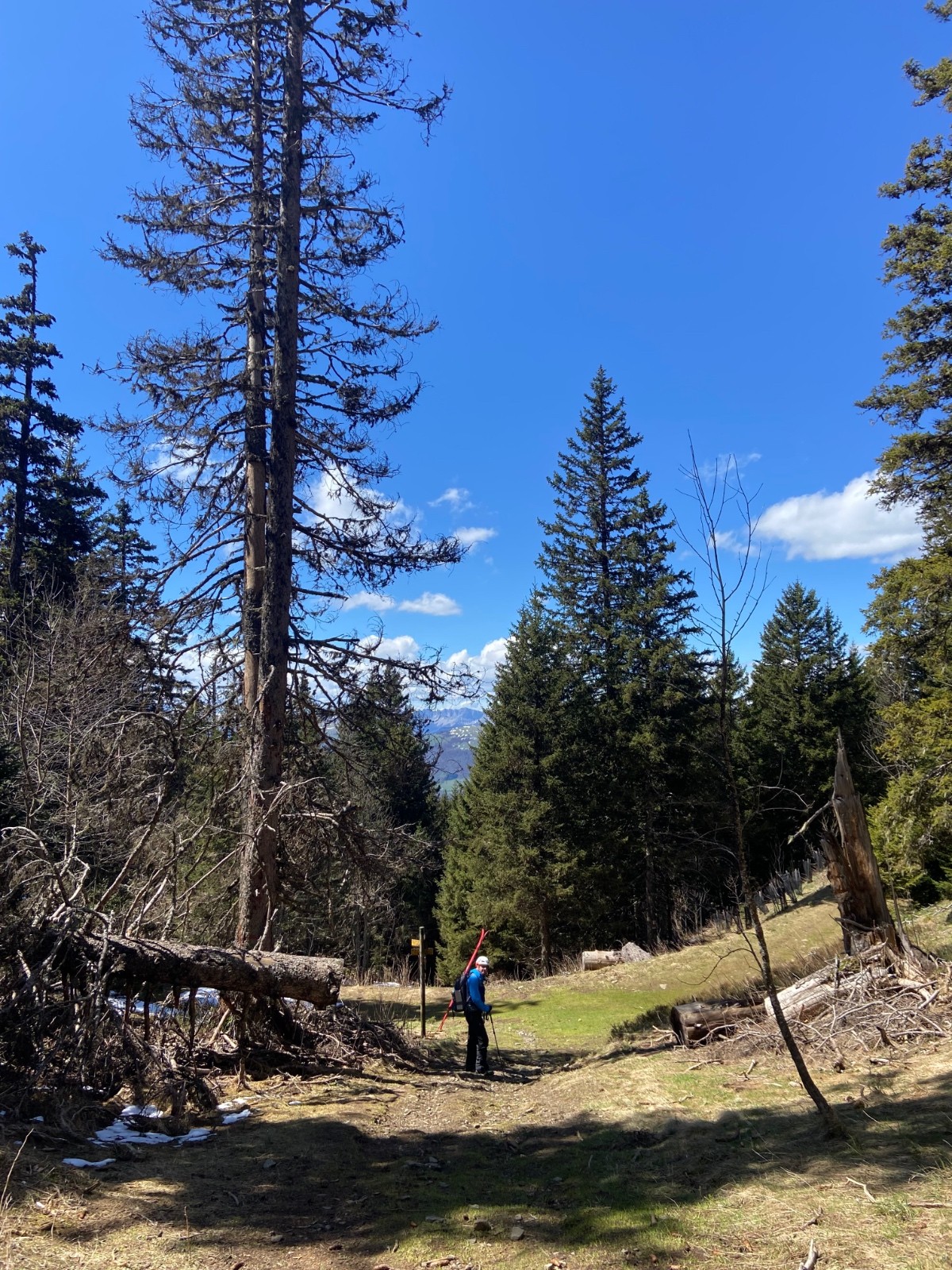 &nbsp;Soudain, tout est vert