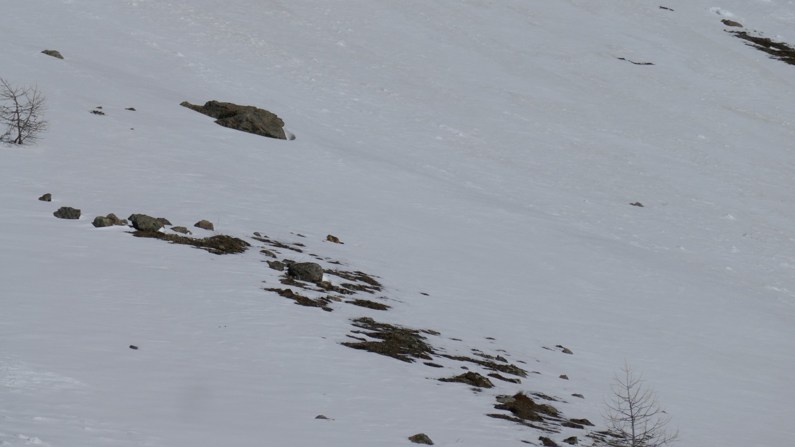Cherchez la marmotte !
