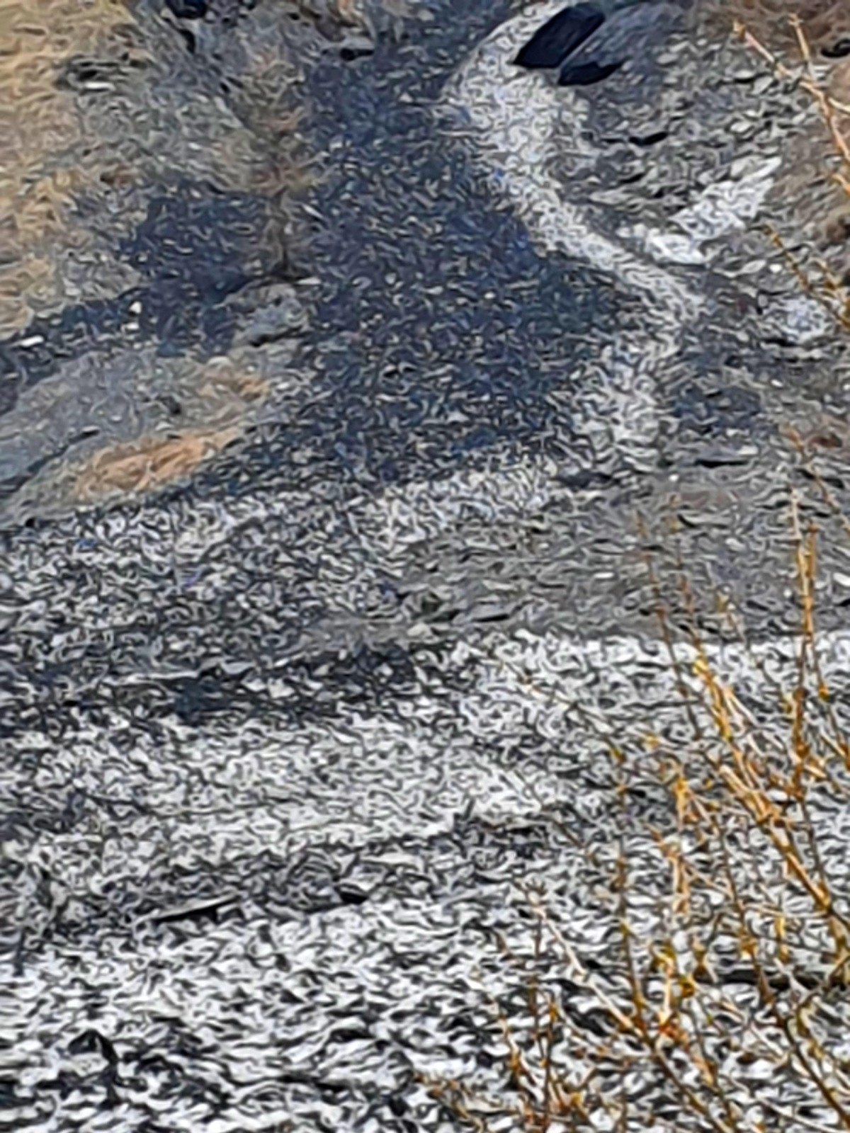 Fin du monde vue par un naturaliste pointilliste