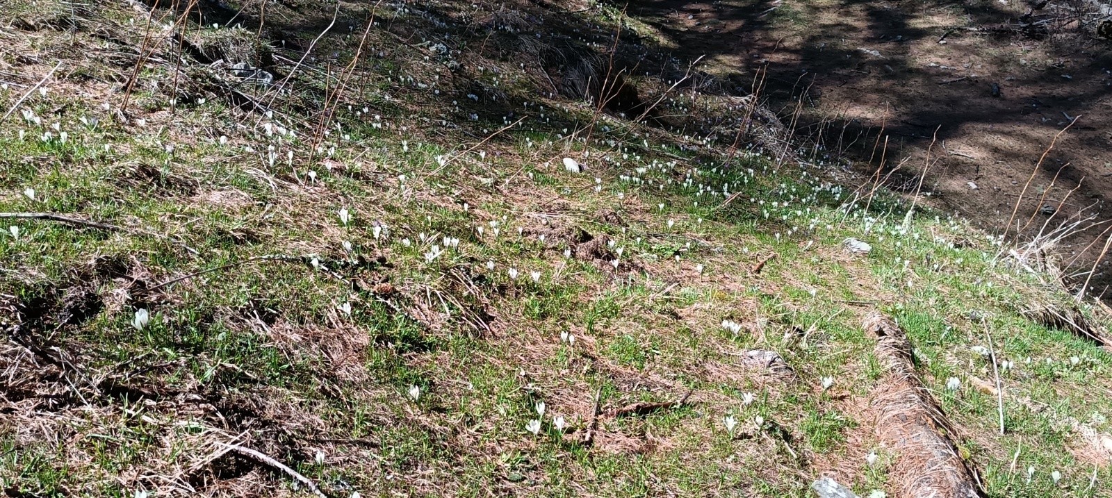 &nbsp;C'est le printemps ! Crocus par miliers&nbsp;