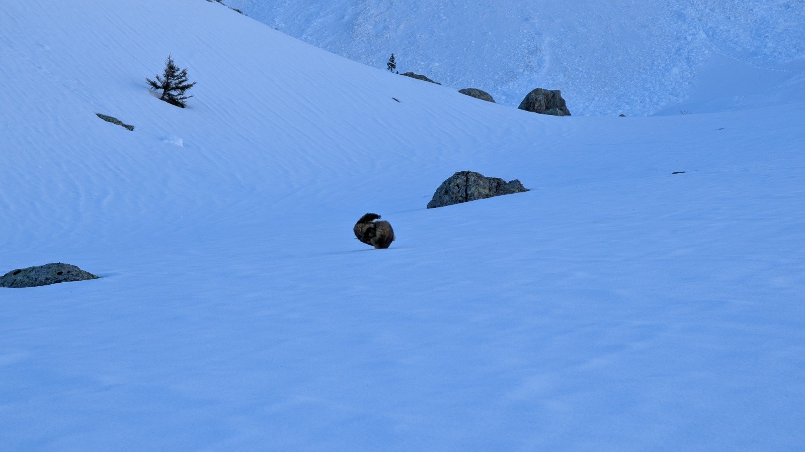 copulation de marmotte 