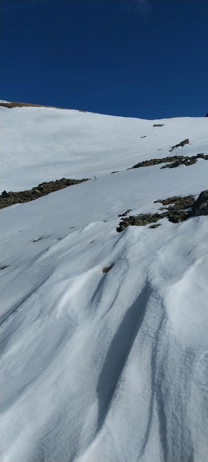 cherchez l'oiseau&nbsp;