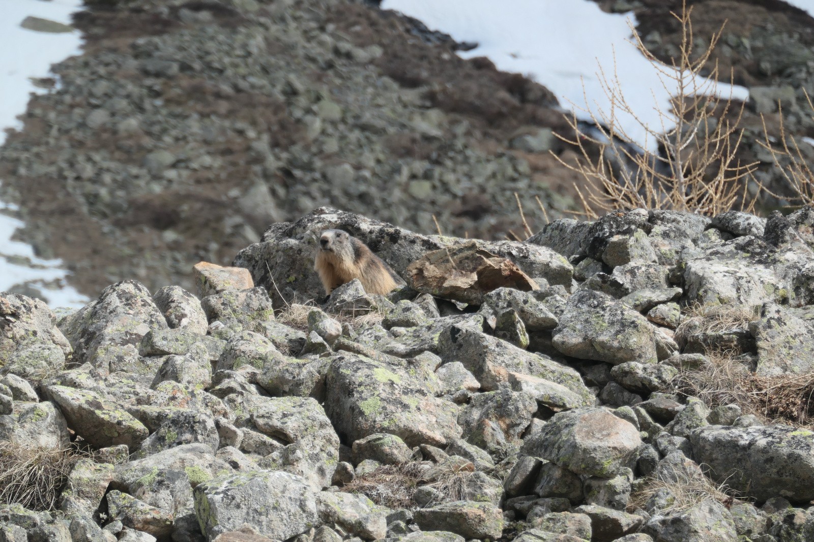 #38 Coucou toi ! Coucou toi !