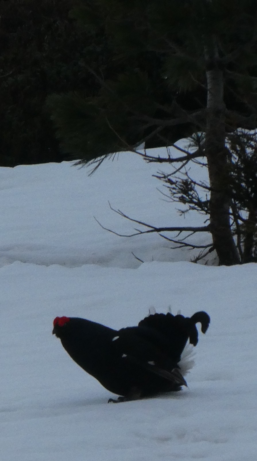 Parade du Tétras-Lyre&nbsp; 