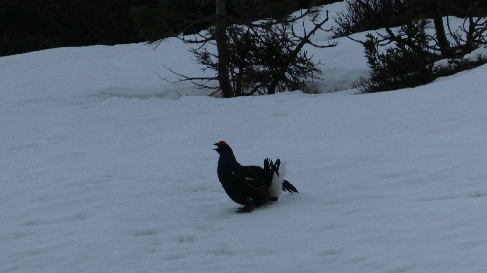 Parade du Tétras-Lyre 