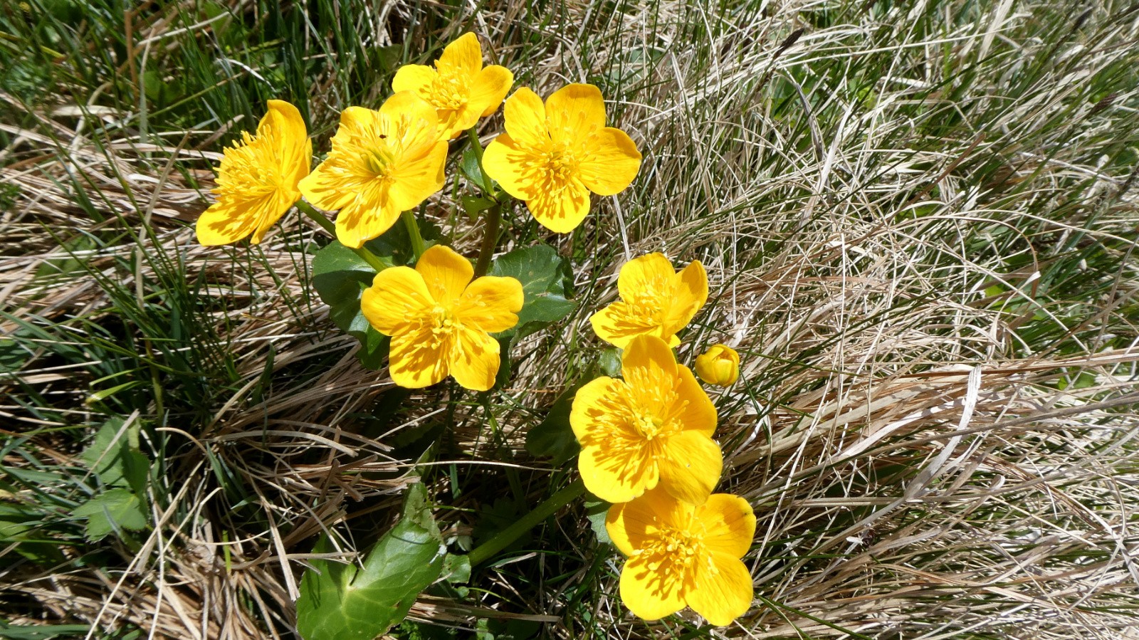 &nbsp;Populage des marais