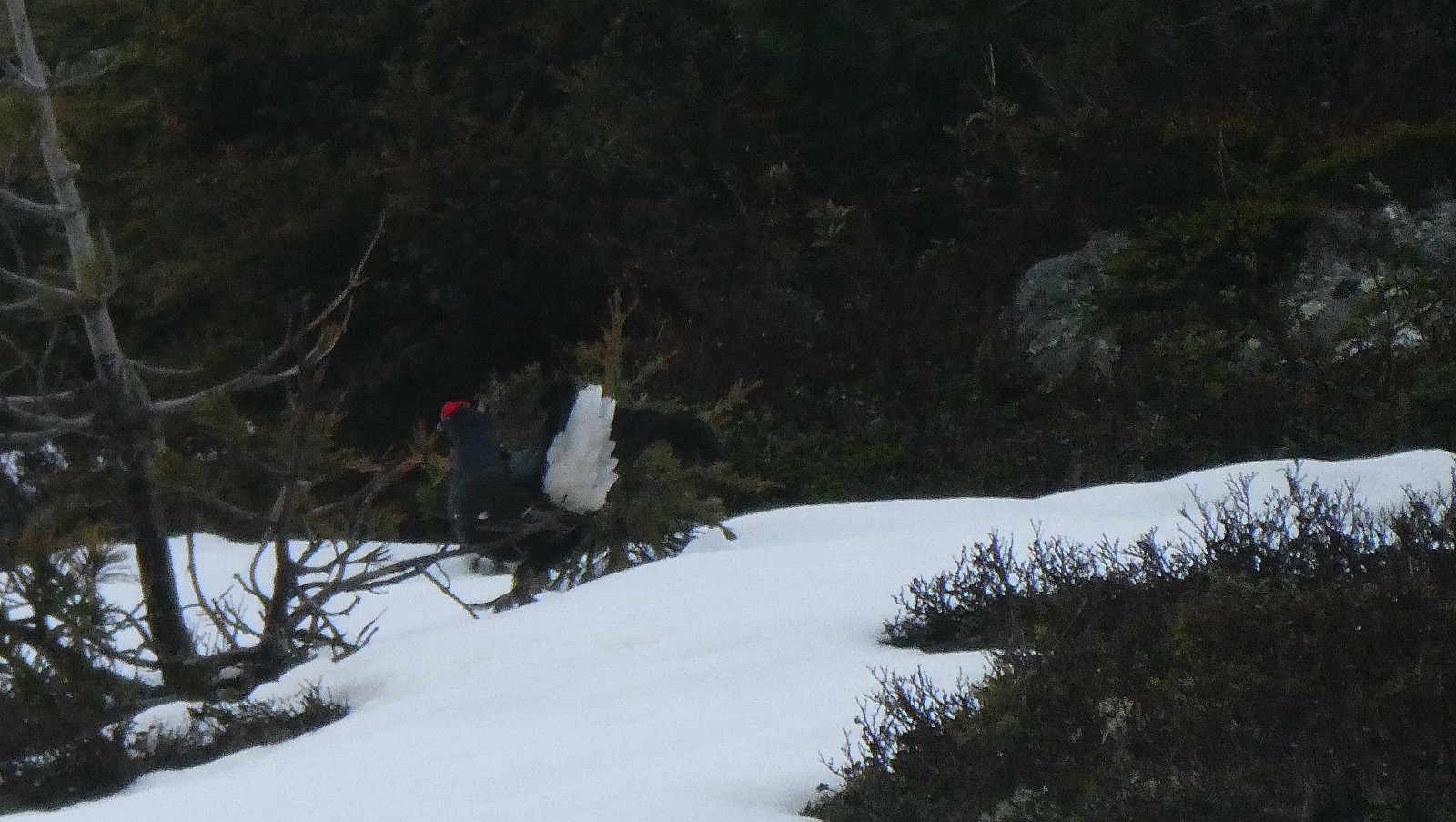 Parade du Tétras-Lyre&nbsp; 