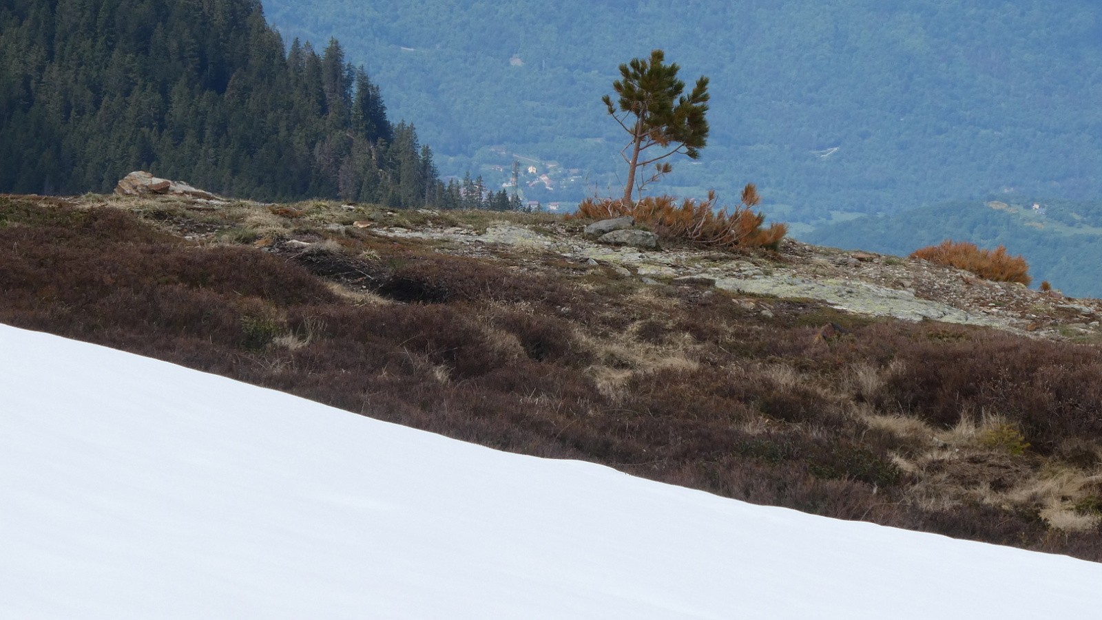 Petit pin deviendra grand.... 