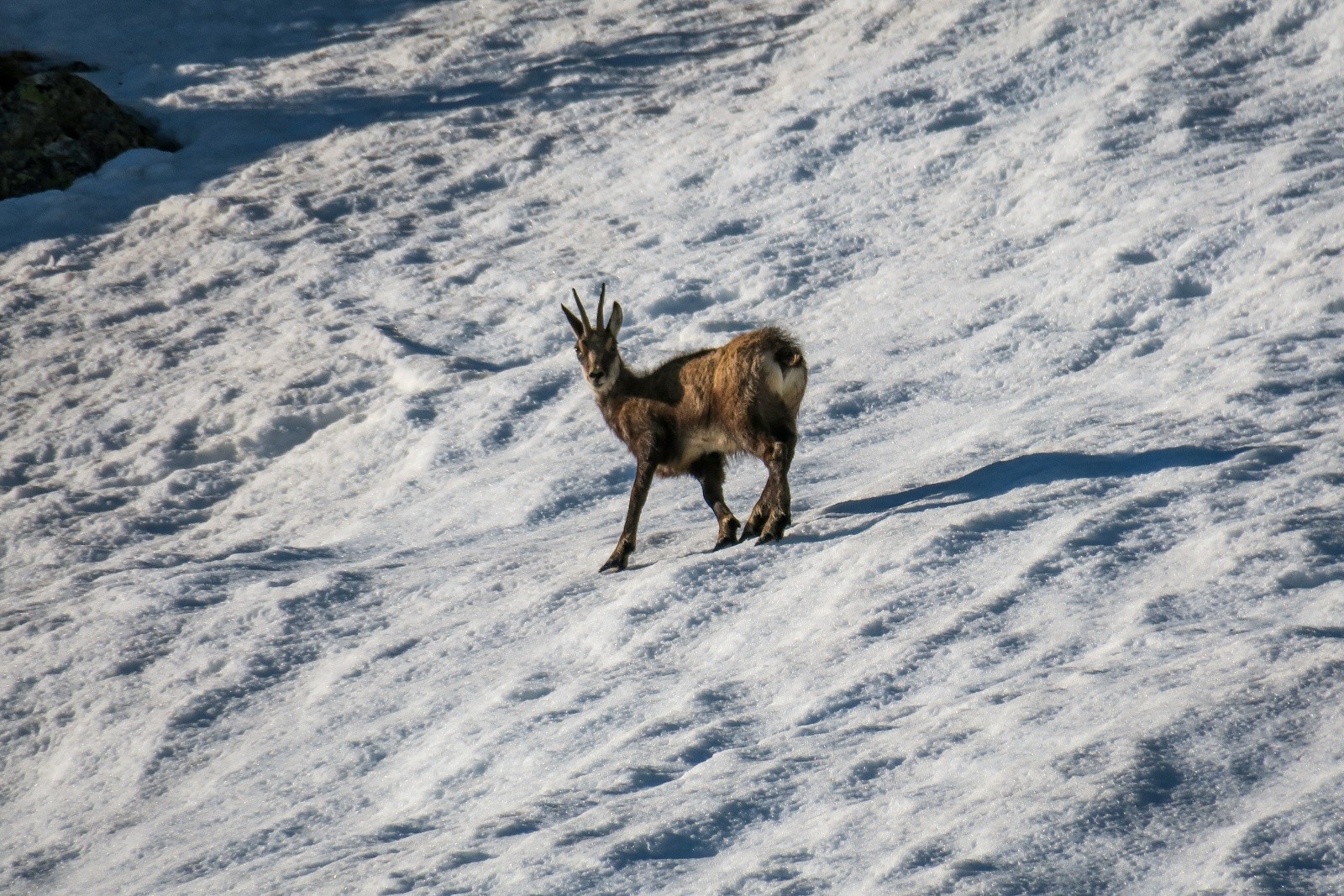 Jeune chamois