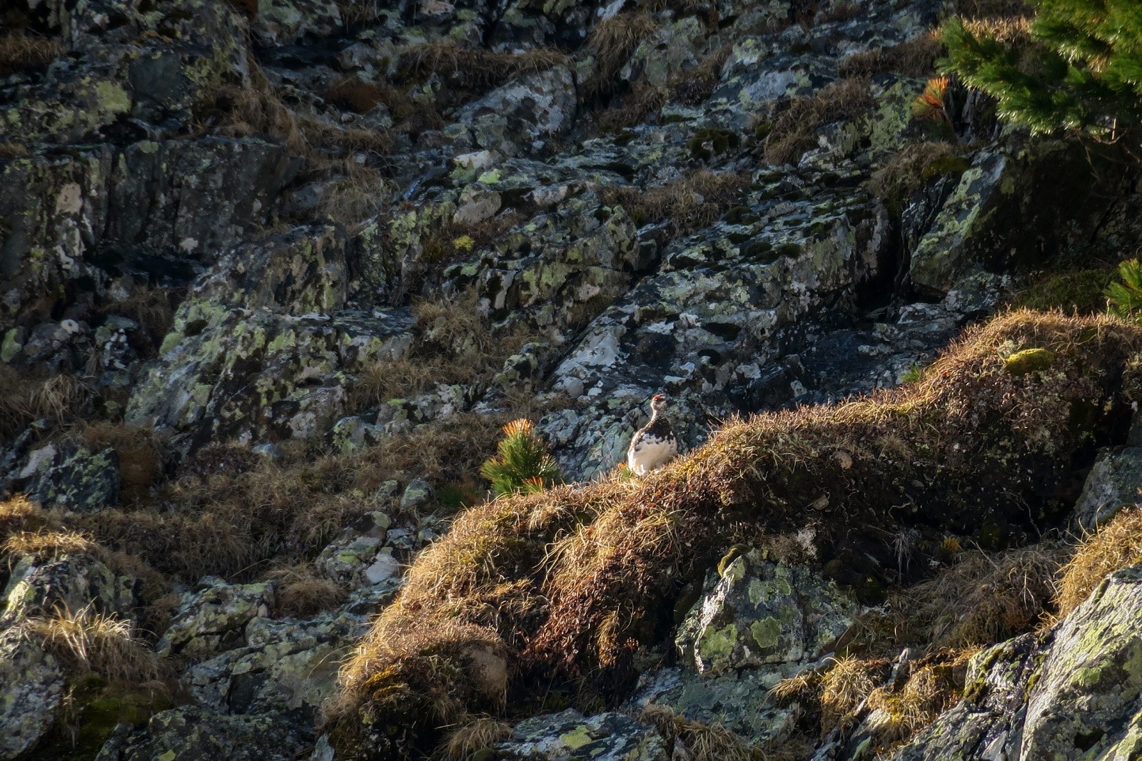 Trouvez le lagopède ;-)&nbsp;&nbsp;