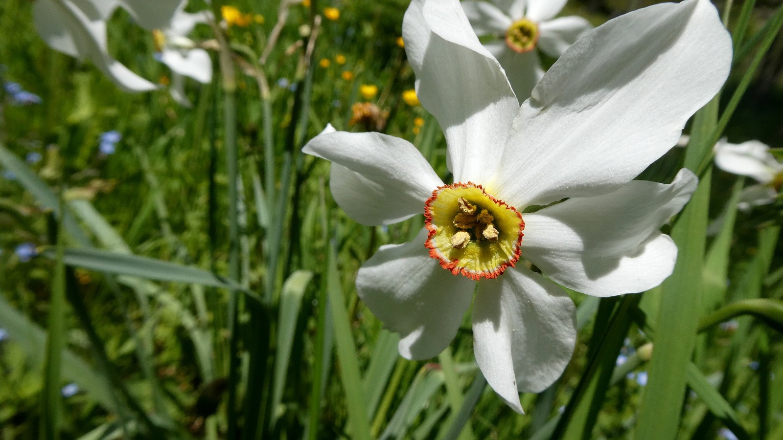 narcisses de Vaujany 