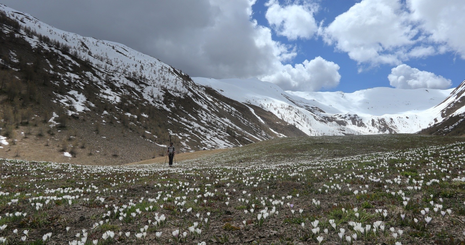 Final dans les crocus
