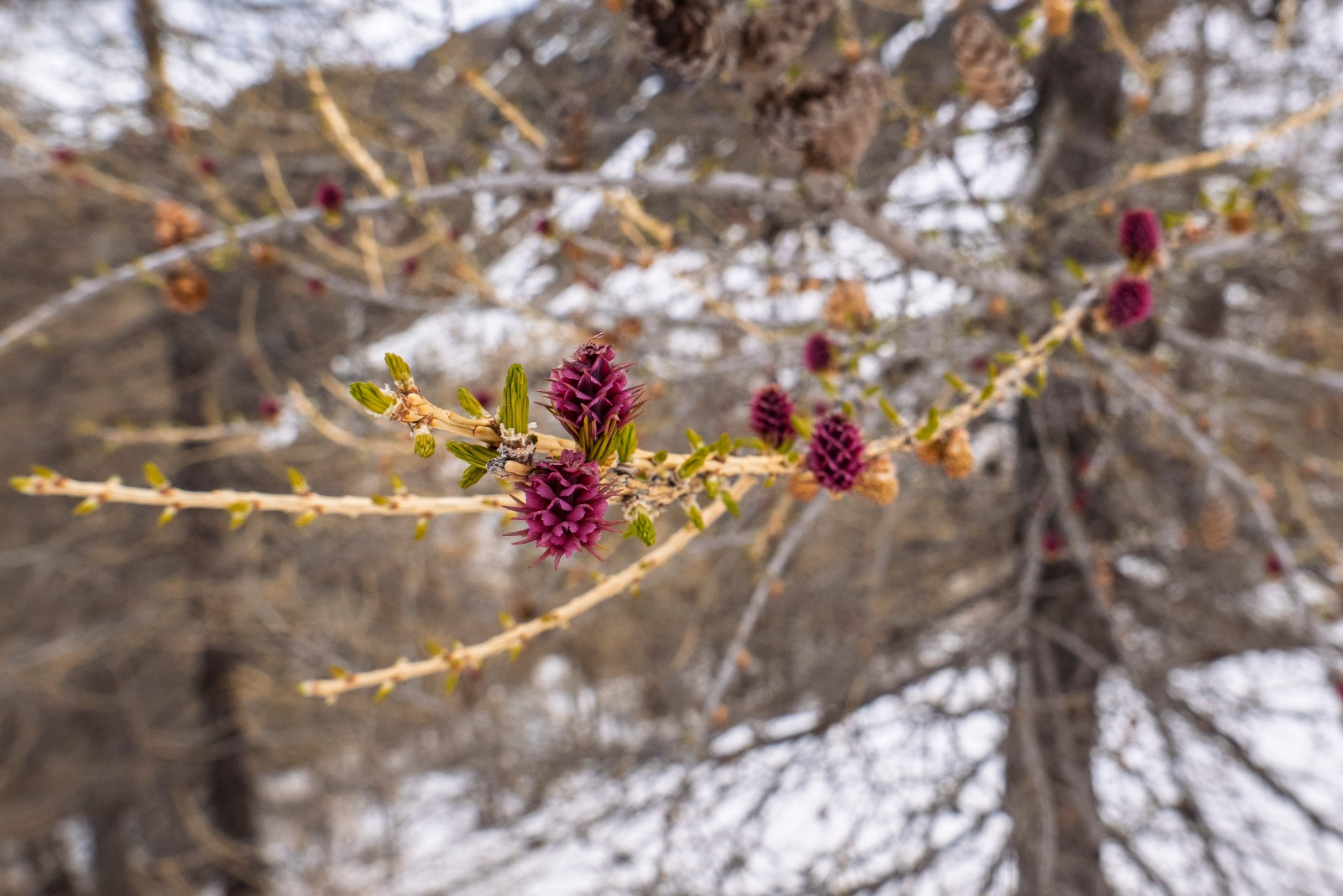 C'est le printemps même à 2200 au milieu de la neige!