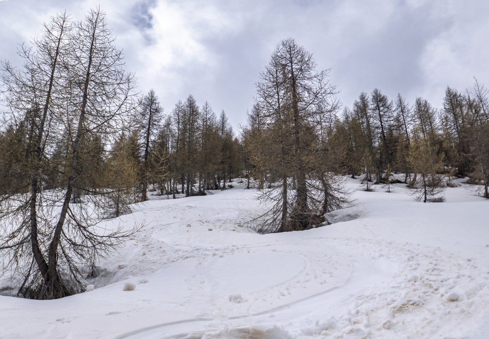 Descente en forêt: ça devient presque un luxe à mi mai!