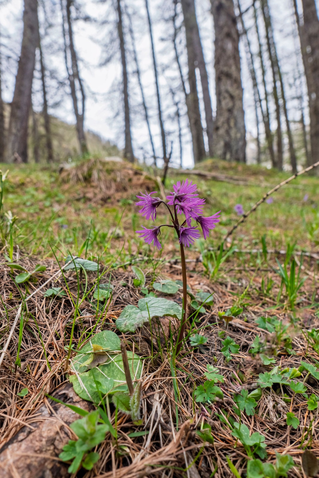 Soldanelle mutante? Non en fait il y en avait deux collées l'une à l'autre...