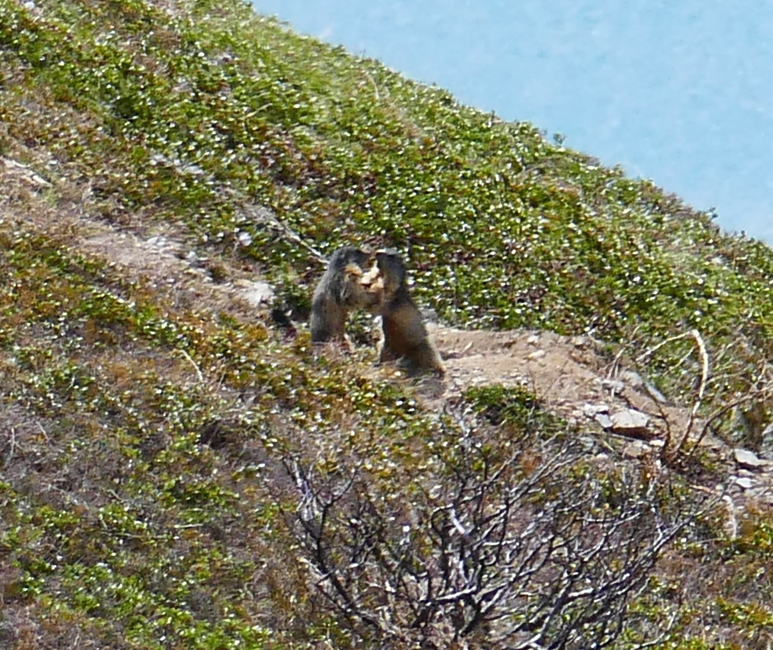 Marmottes à poil le long des routes! (sic)