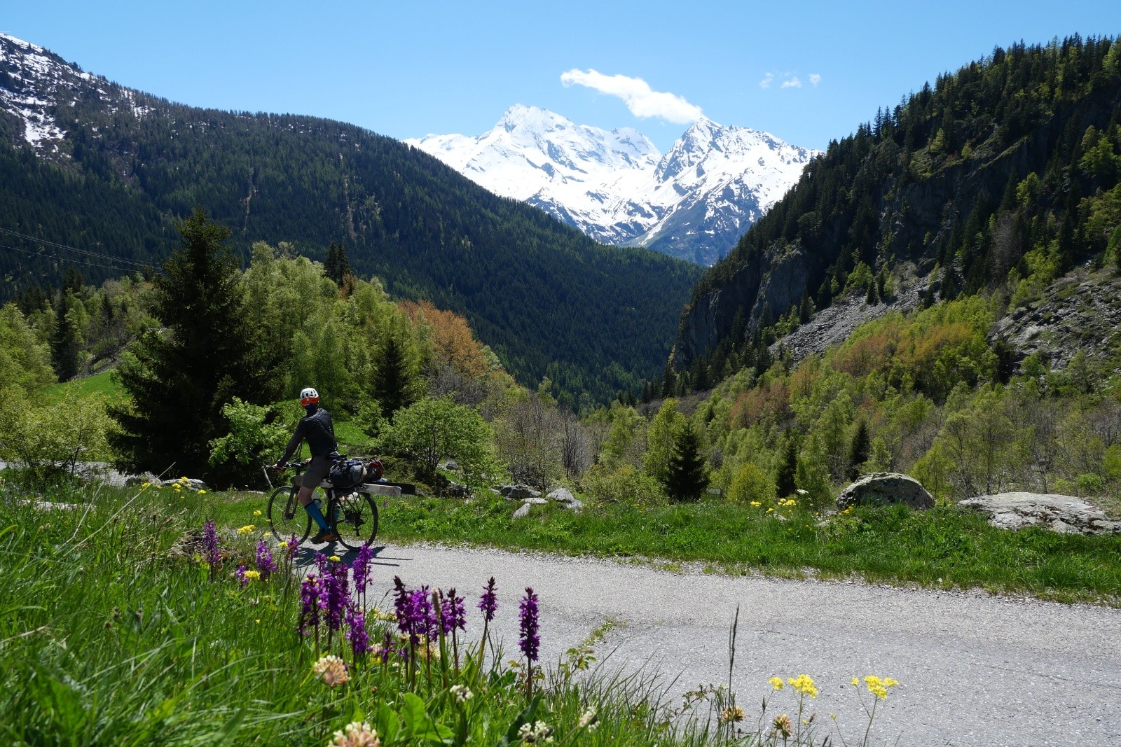 Pleins d'orchidées sur la route de la Savonne !