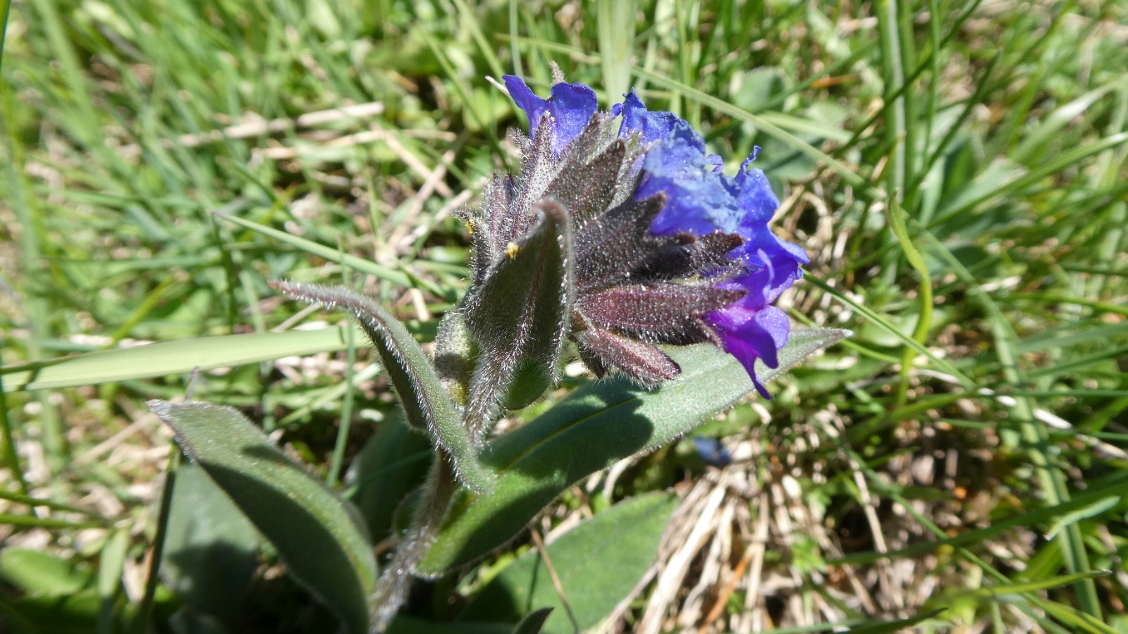 #38 Pulmonaire Pulmonaire