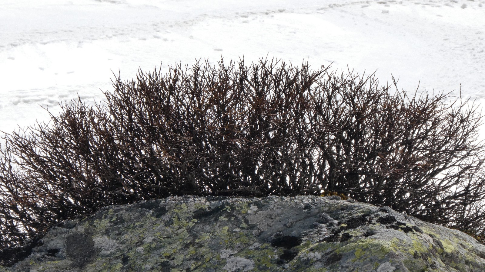 #13 J1 Un échevelé J1 Un échevelé