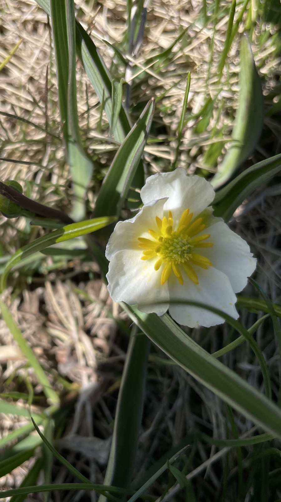 #37 renoncule de Küpfer renoncule de Küpfer