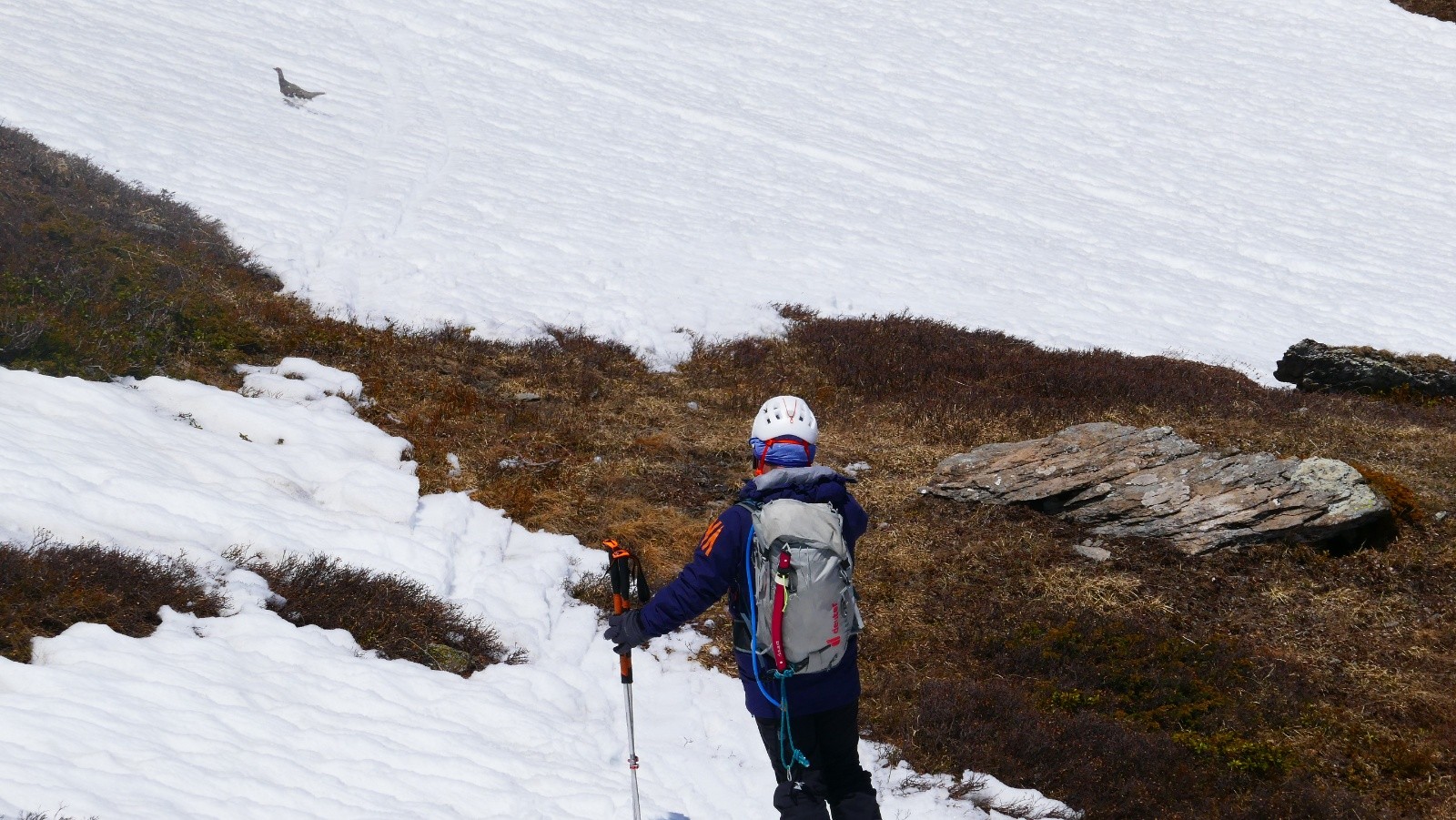 sdx vs bel emplumé!