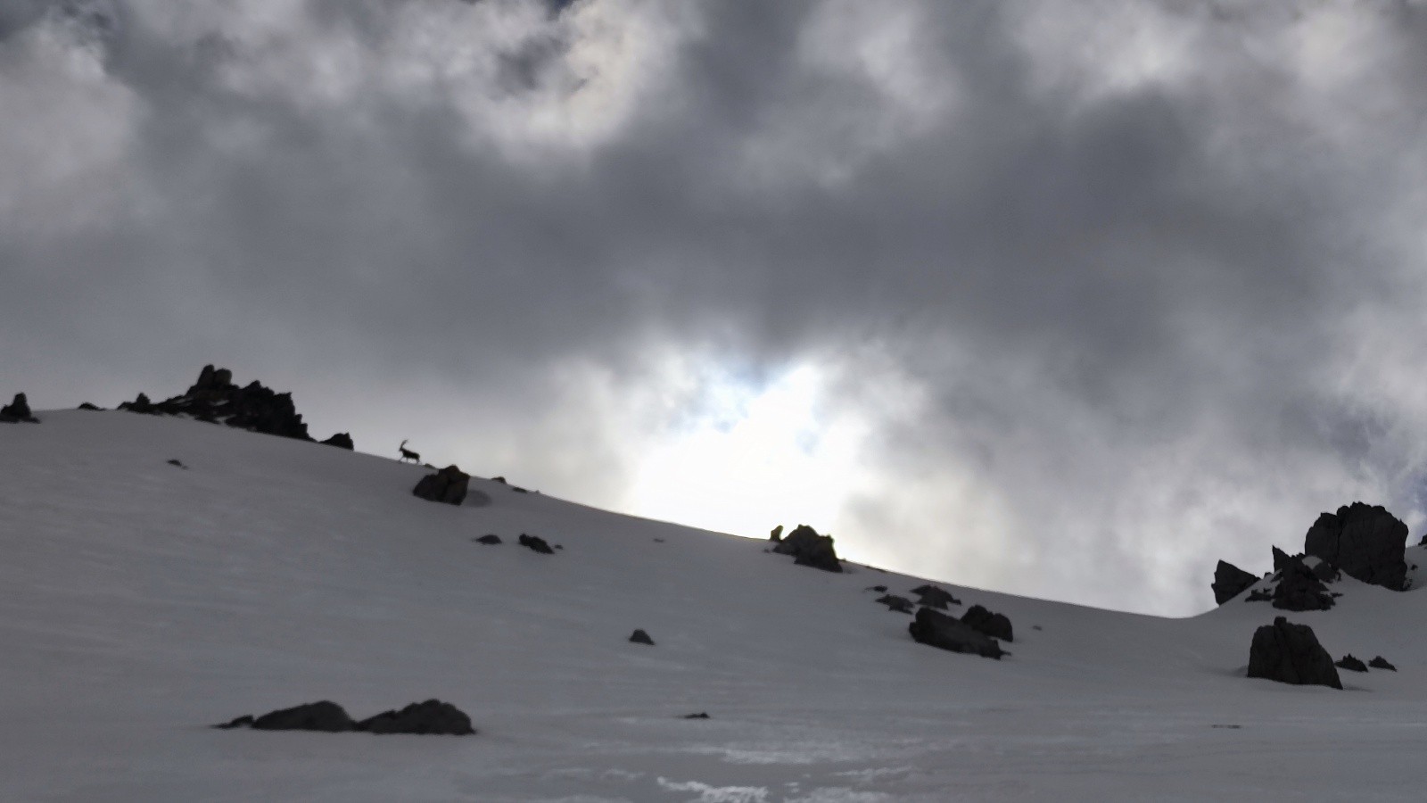 Un bouquetin pas loin de la crête des chèvres