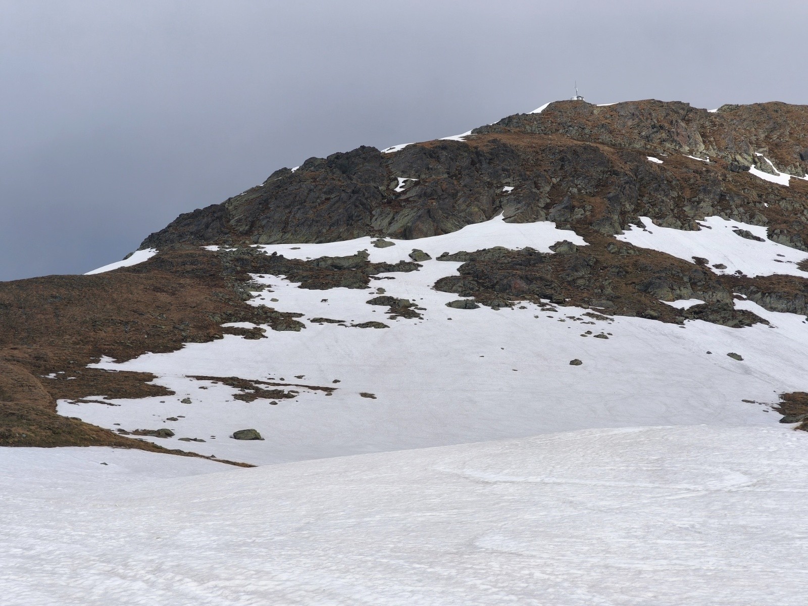 Bouquetin dans la neige