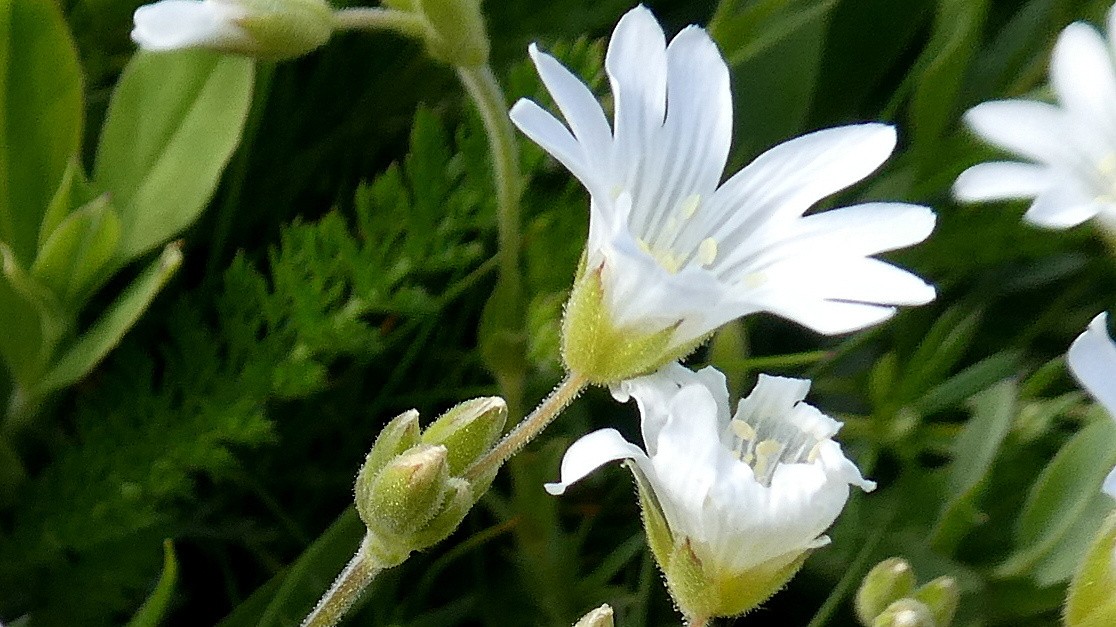 céraiste des champs