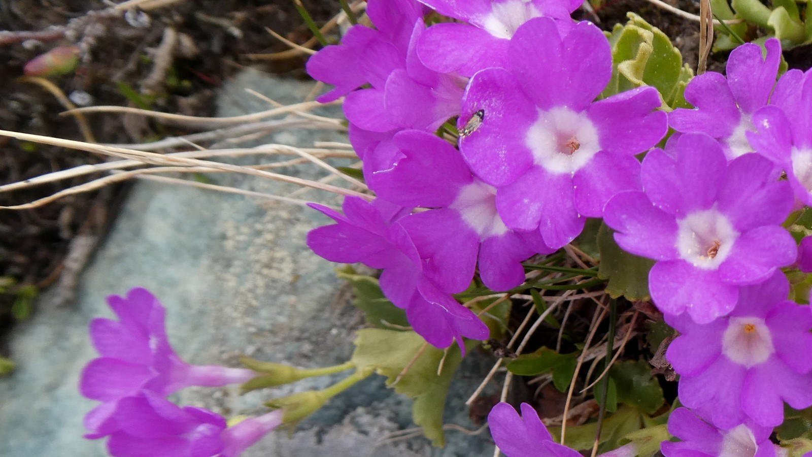 primevère hirsute également appelée Primevère à gorge blanche