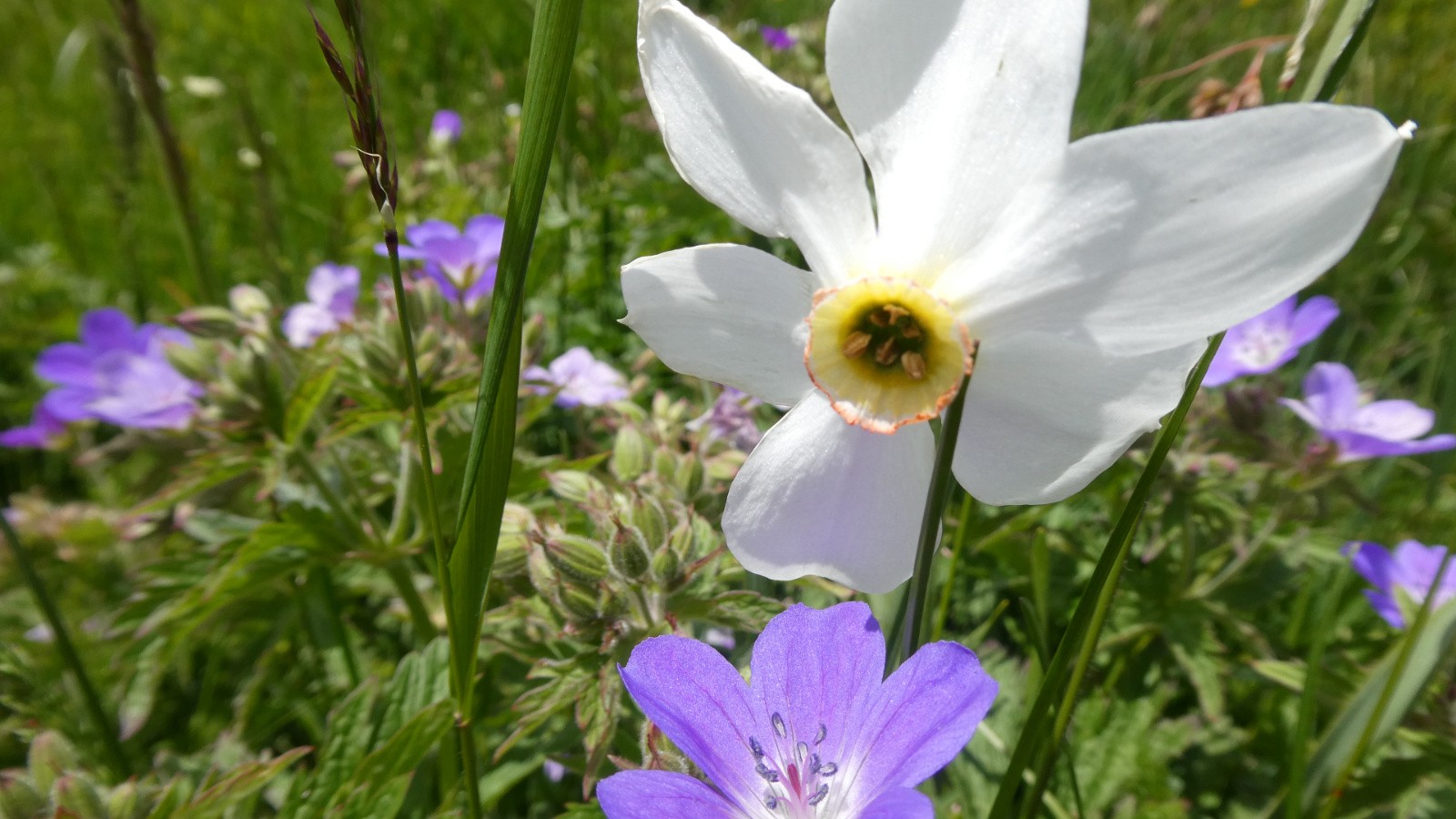 conversation secrète entre un narcisse et un géranium des bois&nbsp;