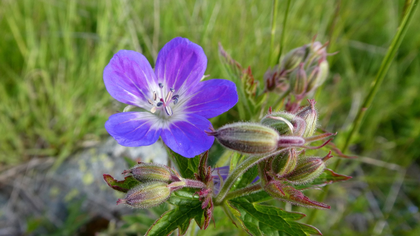 géranium des bois&nbsp;