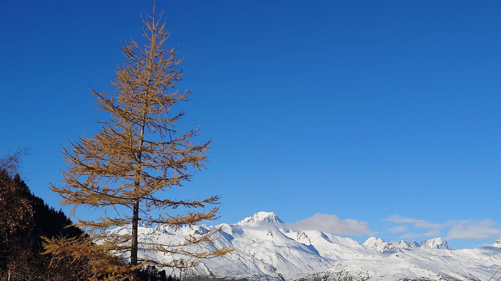un dernier mélèze pour la route 