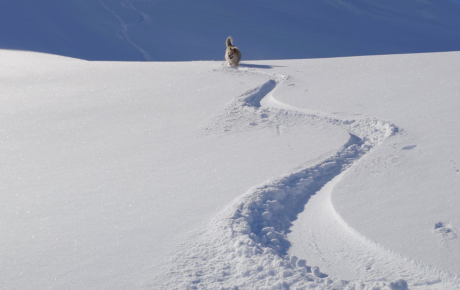 bon même sur le plat 