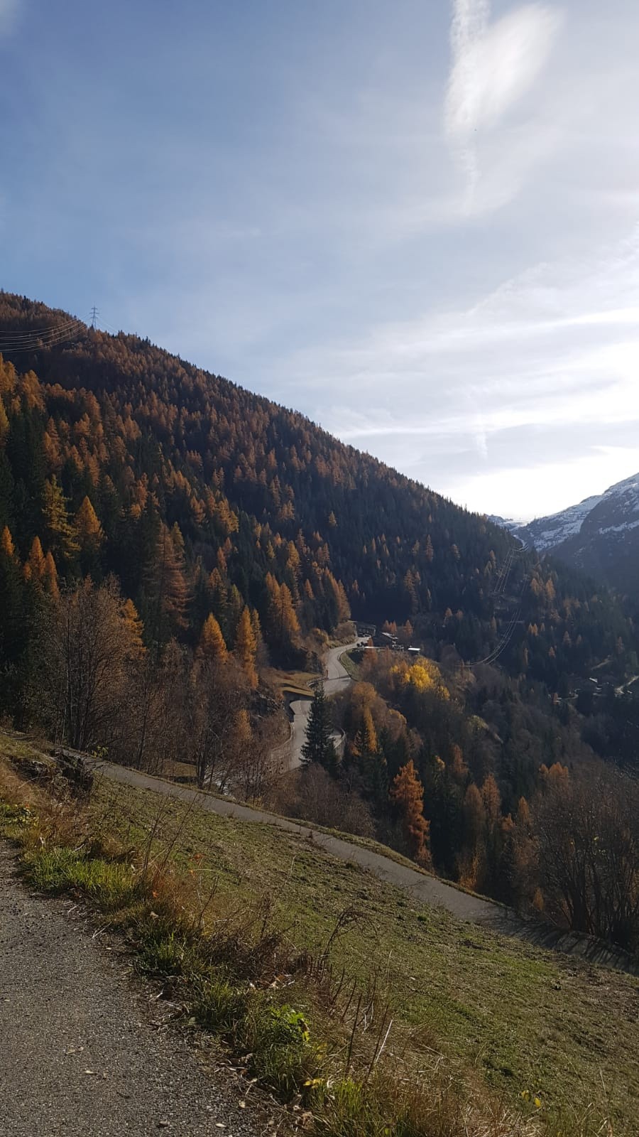 Baroud d'honneur pour les mélèzes! 