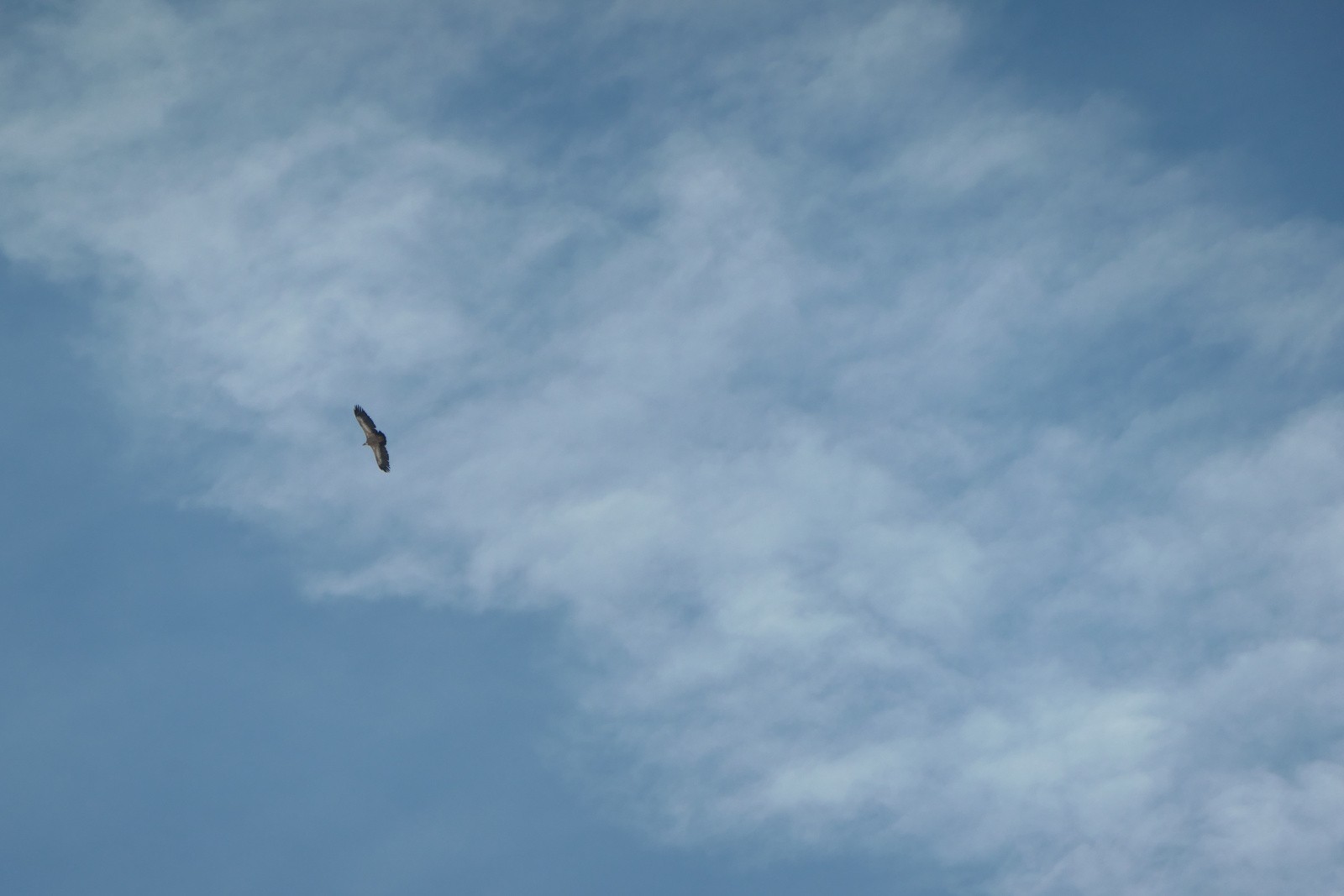 Vautour (merci Teigne)