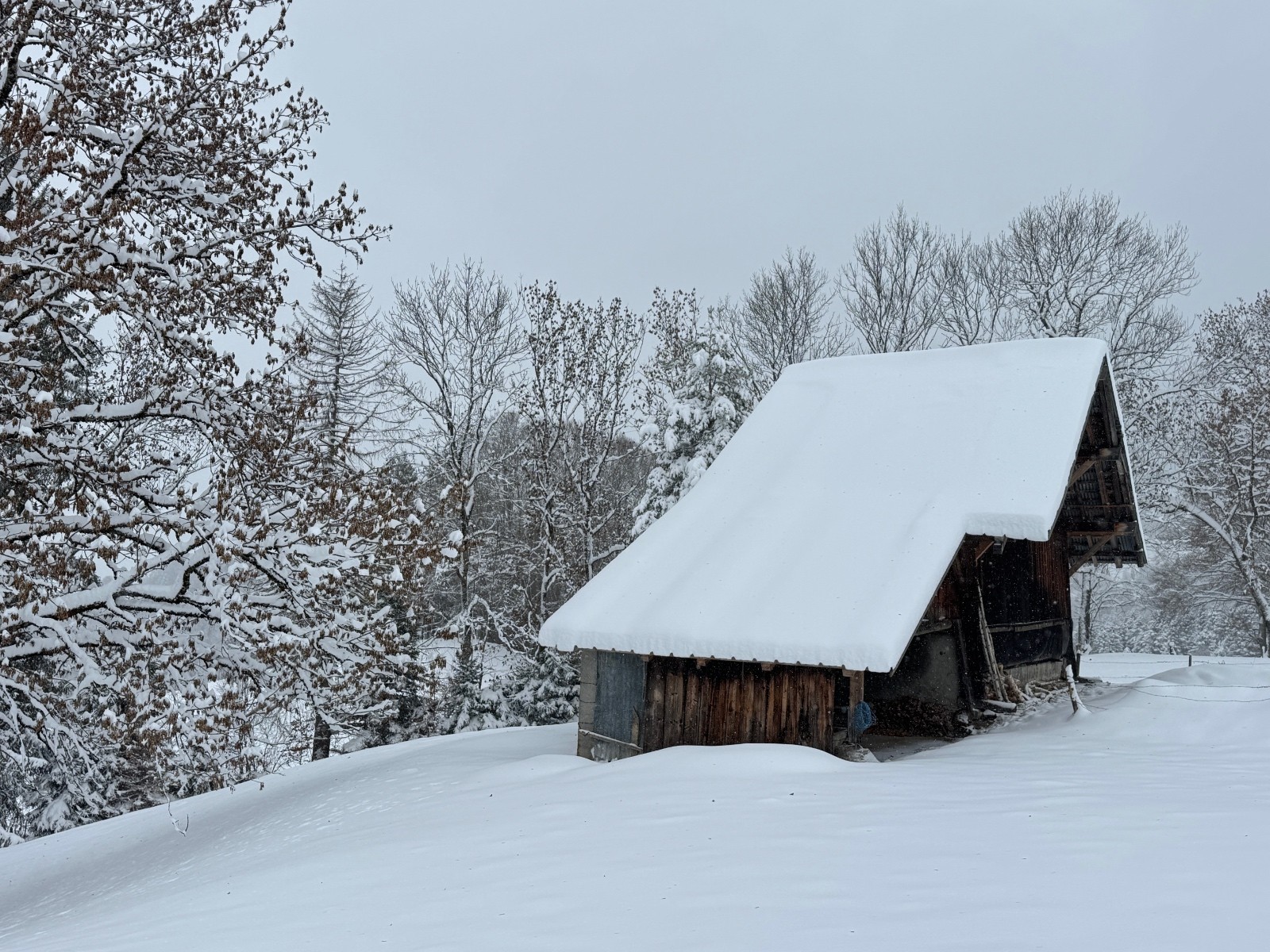 #2 la cabane au fond du jaardin la cabane au fond du jaardin