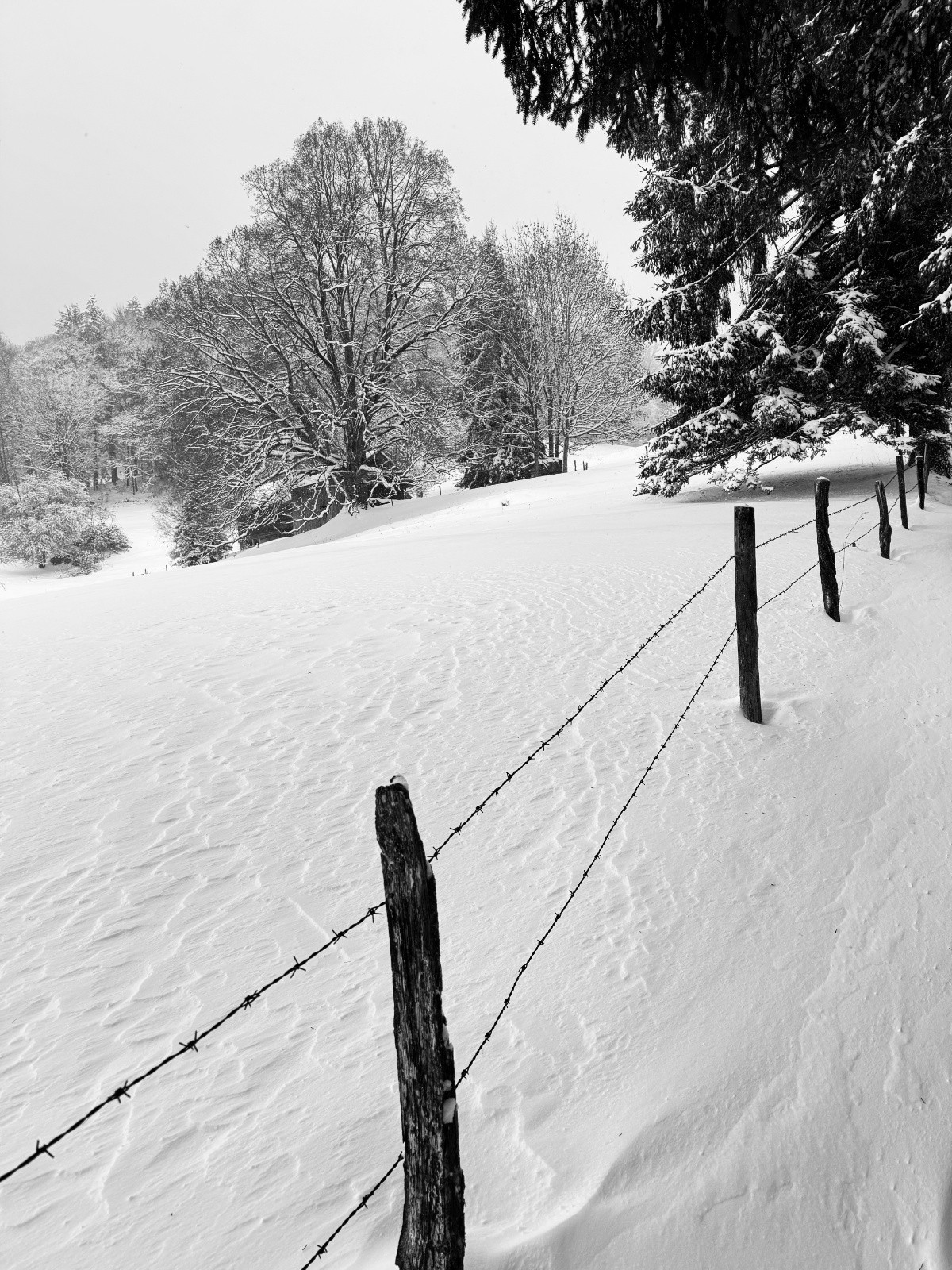 #5 Barbelés et champs de neige Barbelés et champs de neige