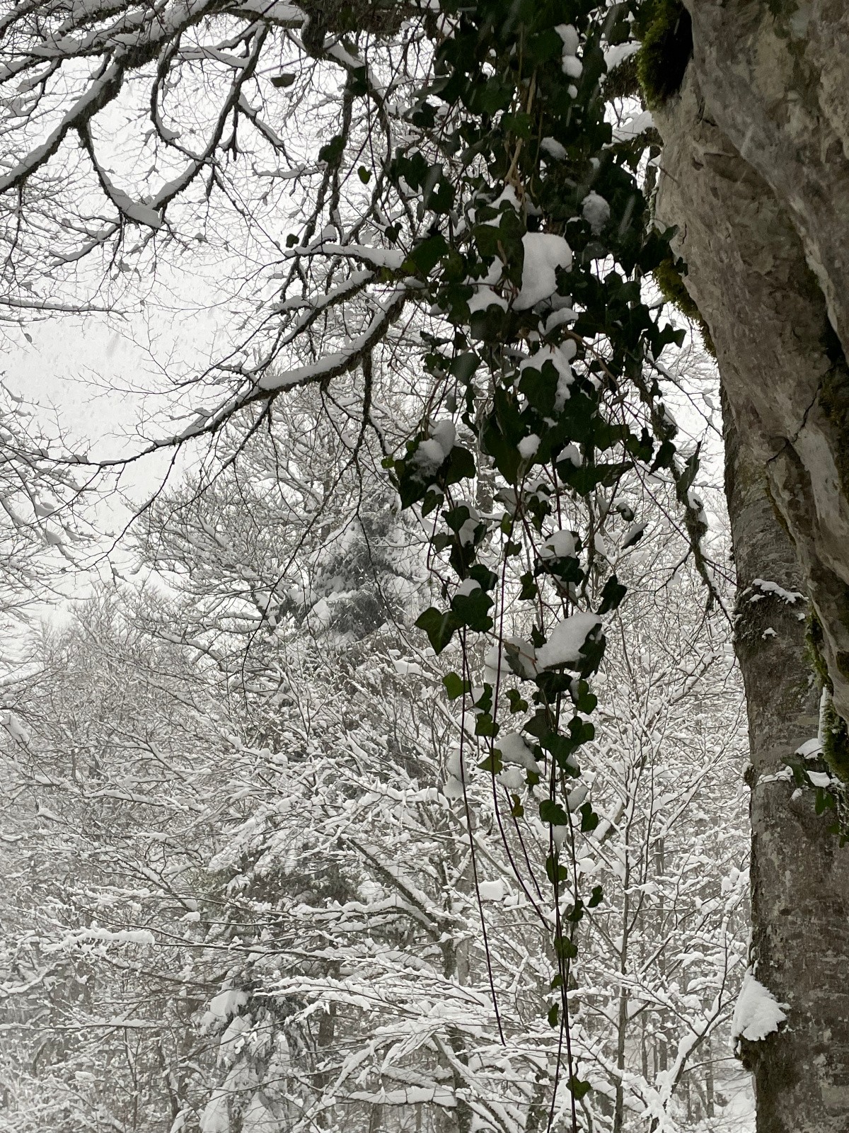 #12 lierre plongeant lierre plongeant