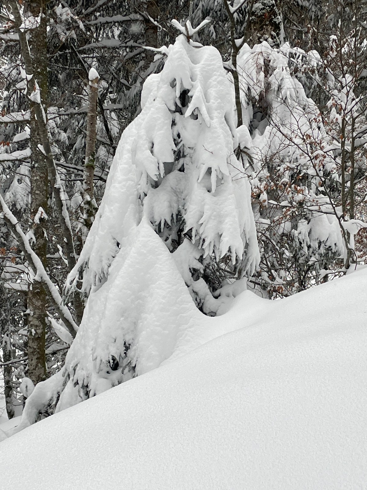 #5 la mariée de l la mariée de l'Hiver